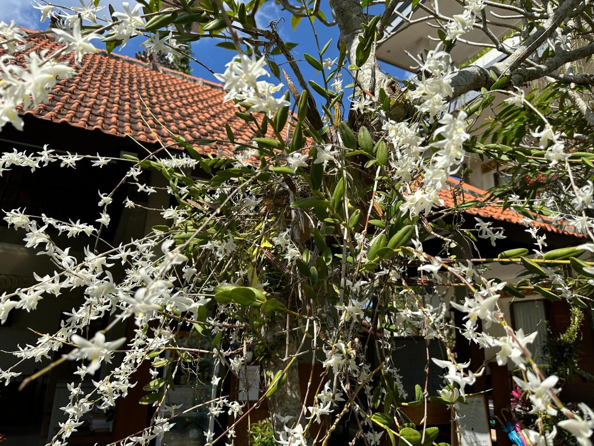 Brata Cottage Ubud Exterior photo